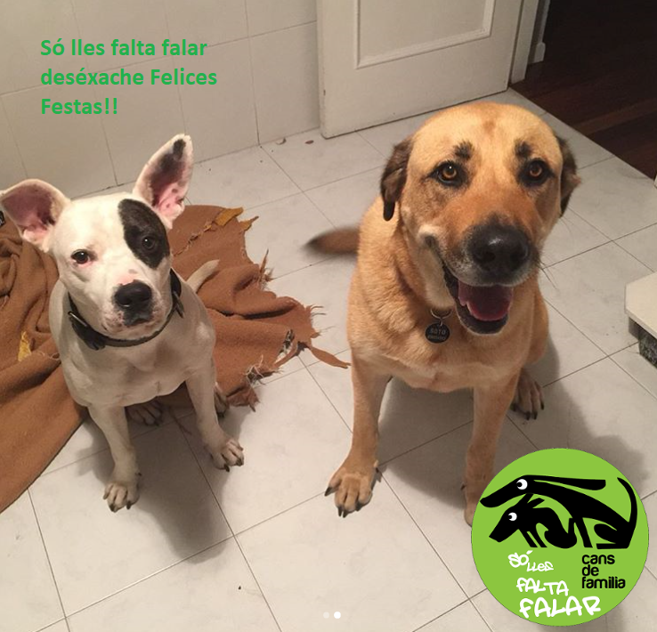 Felices festas